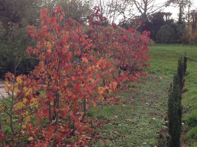 Amberbaum