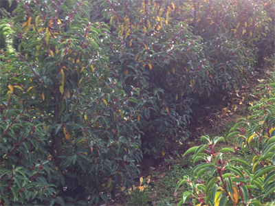 Prunus