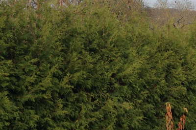 Thuja