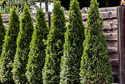 Thuja