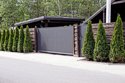 Thuja